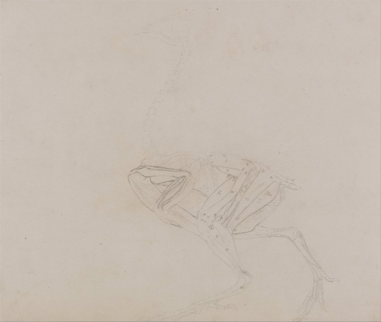 Vergleichende anatomische Darstellung der Struktur des menschlichen Körpers mit der eines Tigers und einer Kuh von George Stubbs