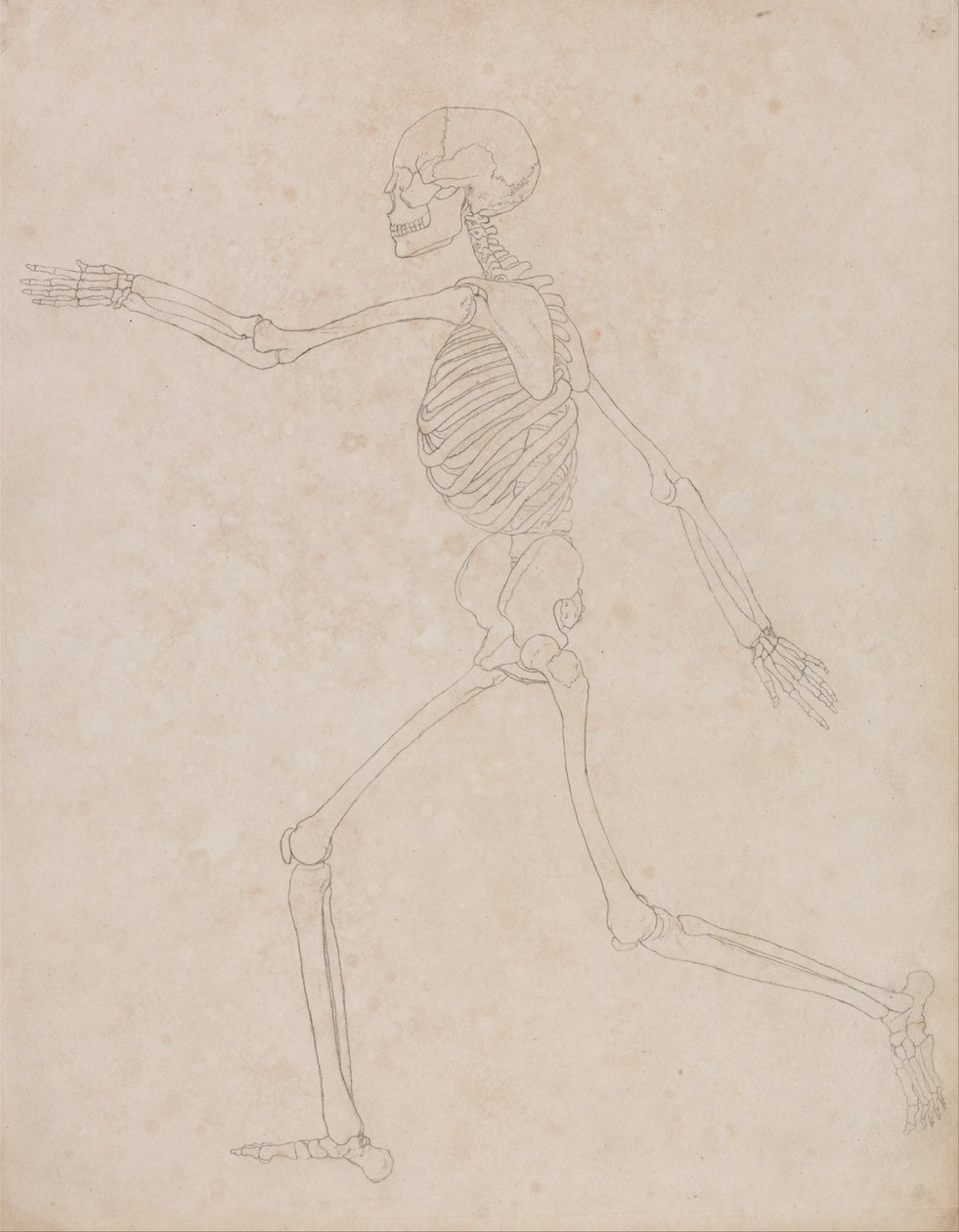 Vergleichende anatomische Darstellung der Struktur des menschlichen Körpers mit der eines Tigers und einer Kuh von George Stubbs