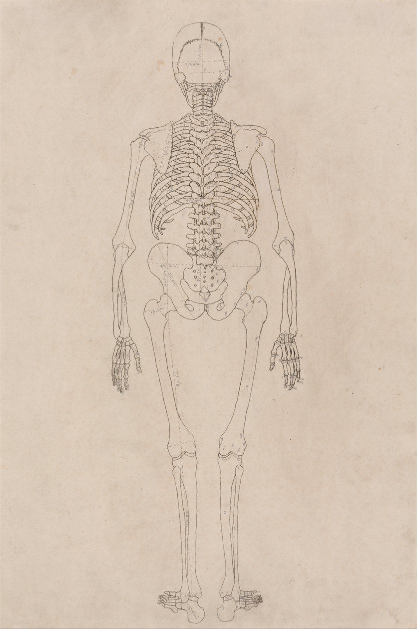 Vergleichende anatomische Darstellung der Struktur des menschlichen Körpers mit der eines Tigers und einer Kuh von George Stubbs