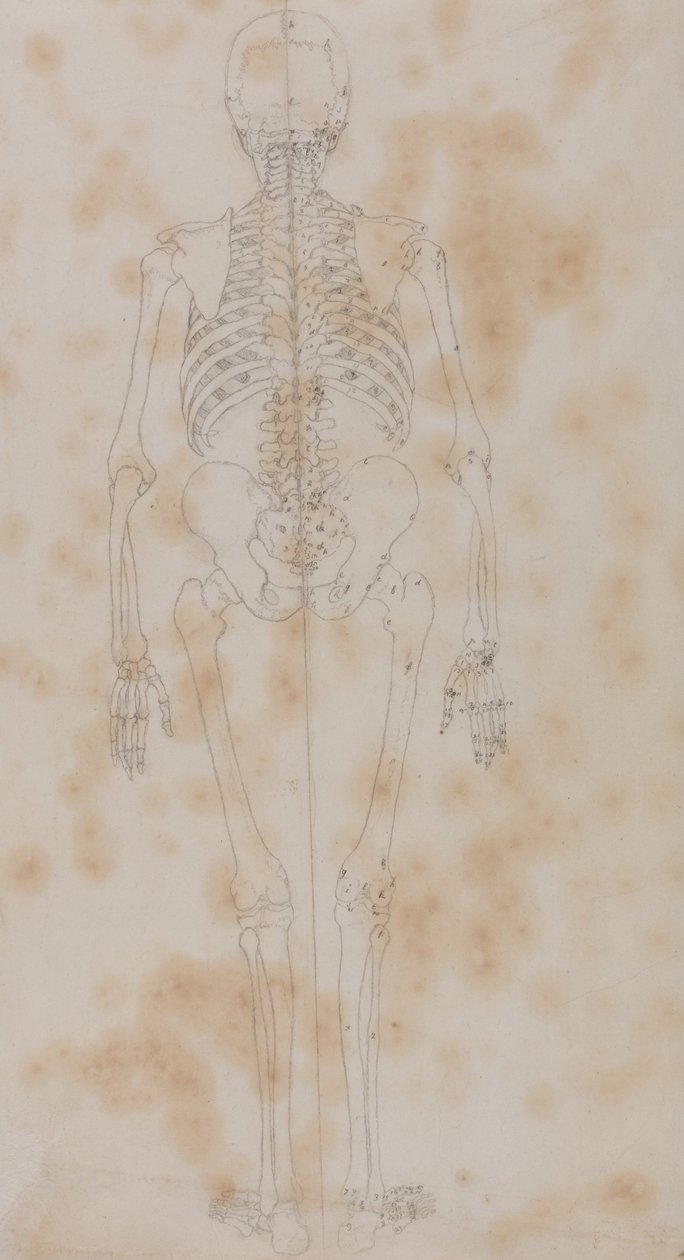 Vergleichende anatomische Darstellung der Struktur des menschlichen Körpers mit der eines Tigers und einer Kuh von George Stubbs