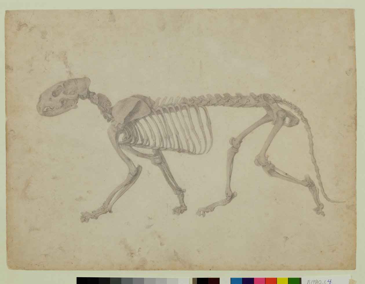 Seitenansicht eines Tigerskeletts, fertige Studie für Tafel IV von 
