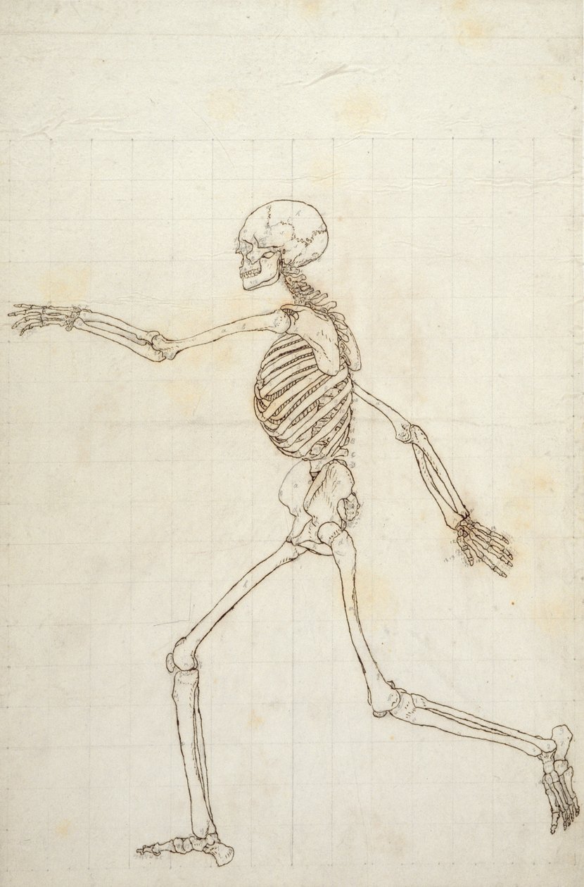 Studie der menschlichen Figur, Seitenansicht, aus 