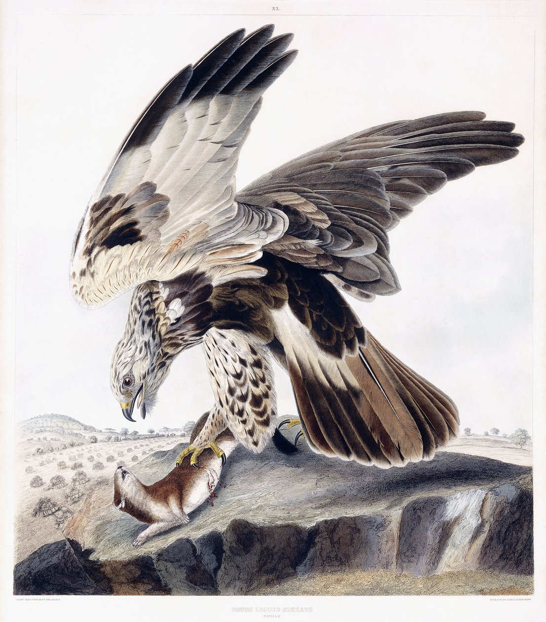 Raufußbussard (Weibchen) von George (after) Shield