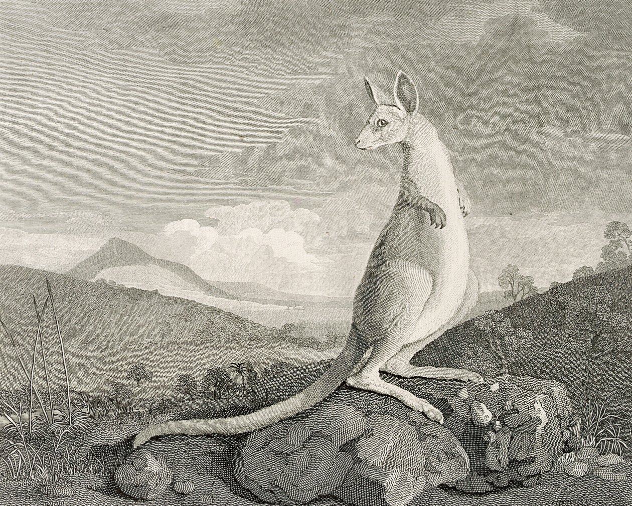 Ein Tier, das an der Küste von New Holland gefunden wurde, genannt Känguru, ca. 1773 (Gravur, Radierung) von George (after) Stubbs