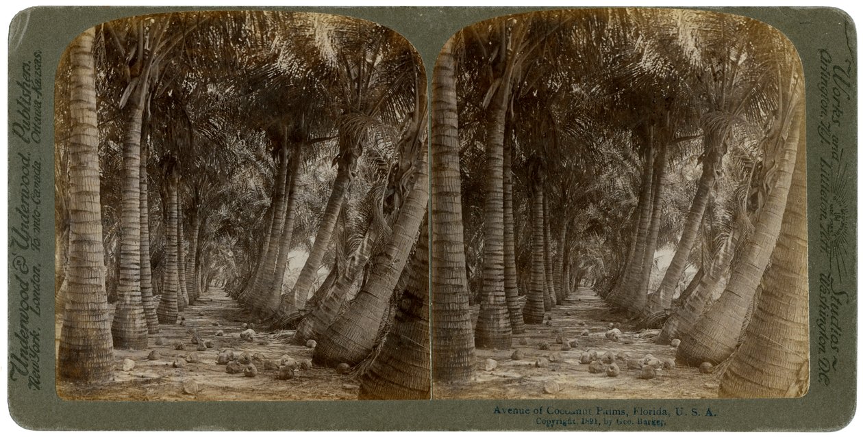 Allee von Kokospalmen, Florida, USA, 1891 von George Barker