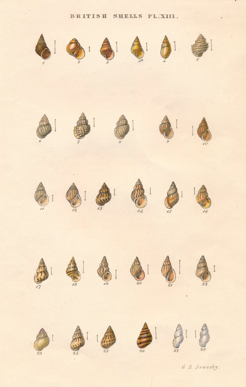 Britische Granaten, um 1859 von George Brettingham Sowerby