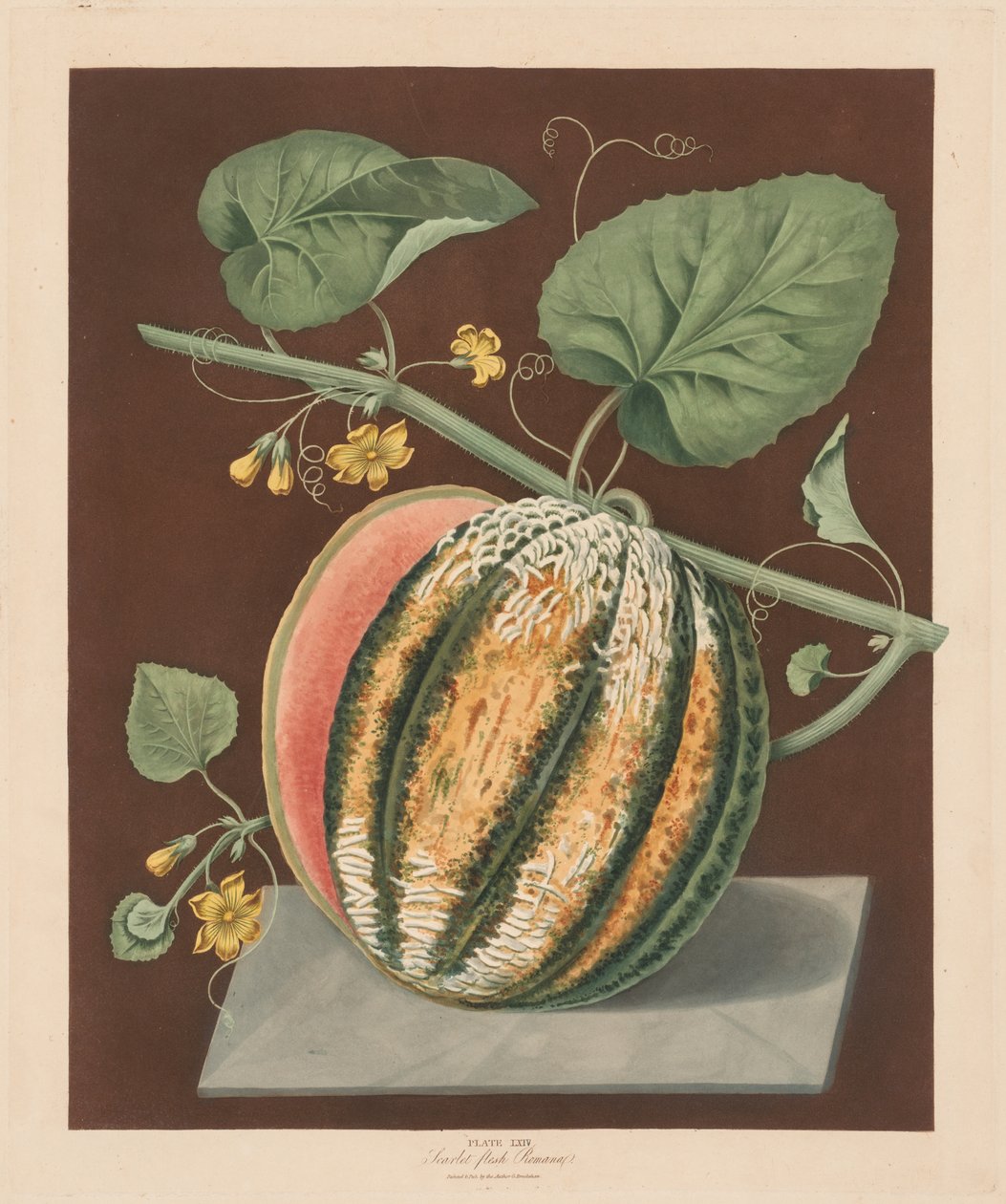 Pomona Britannica: Nr. 64 - Scarlet Flesh Romana Melone von George Brookshaw