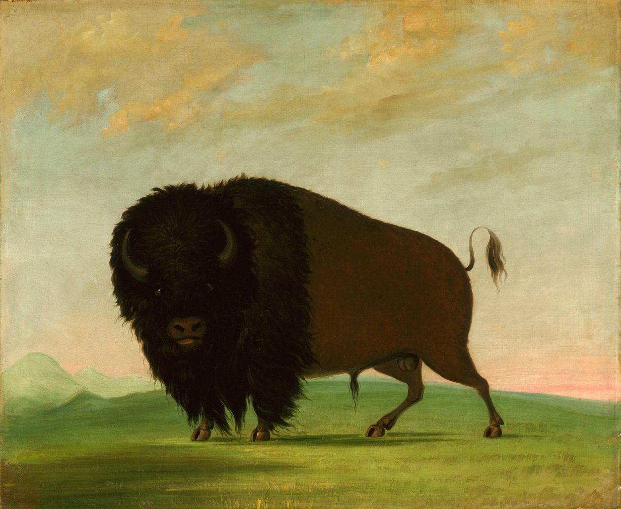 Büffelstier, der auf der Prärie grast von George Catlin