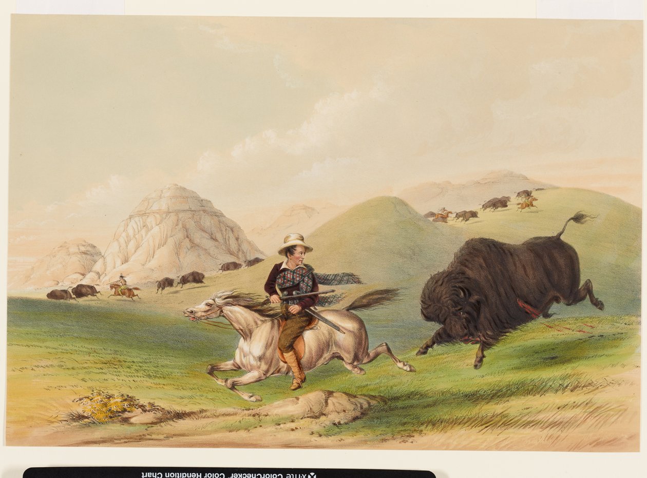Büffeljagd, die Herde zurücktreibend von George Catlin