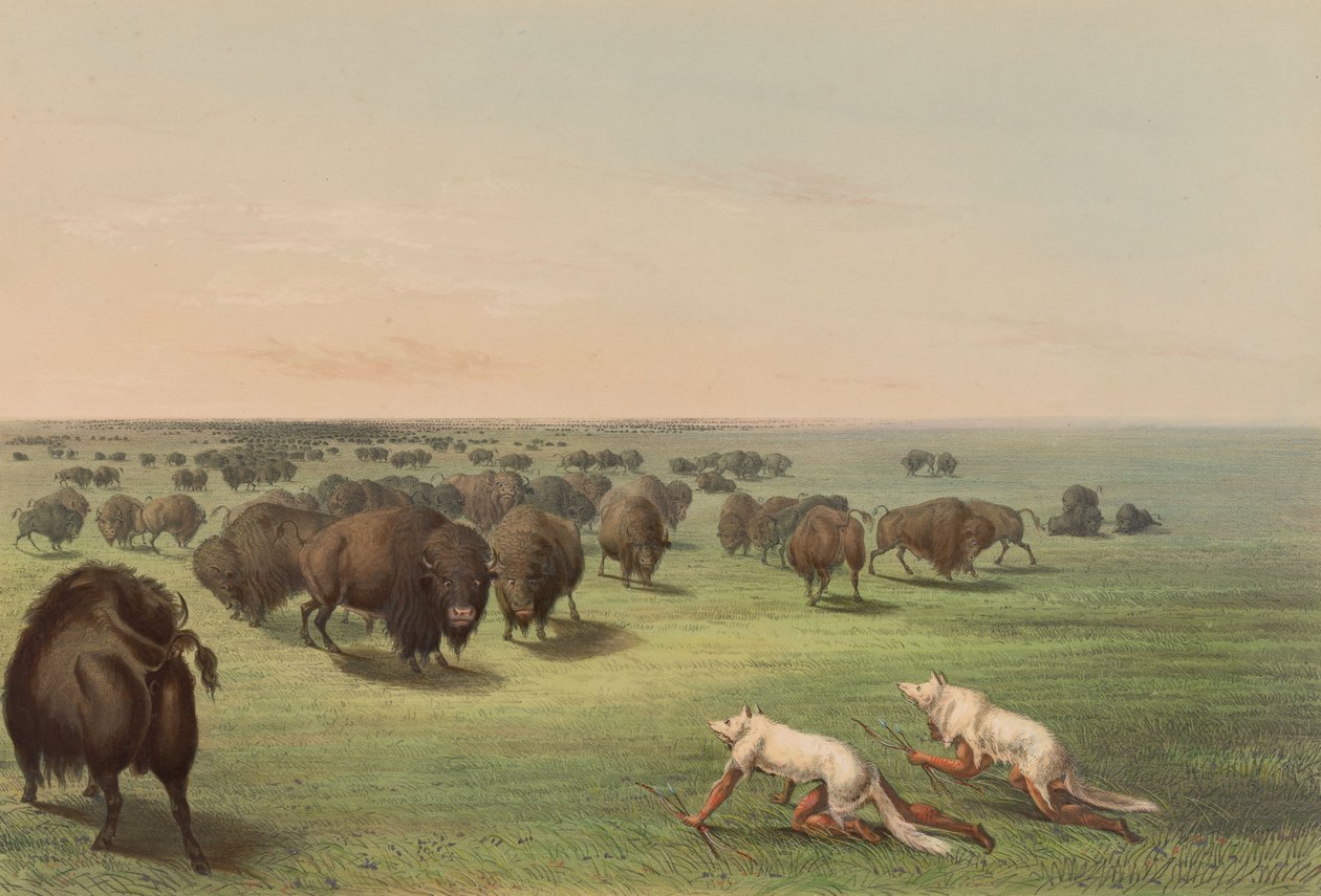 Büffeljagd, mit Wolfshaut, Tafel 13 aus dem Nordamerikanischen Indianer-Portfolio von George Catlin