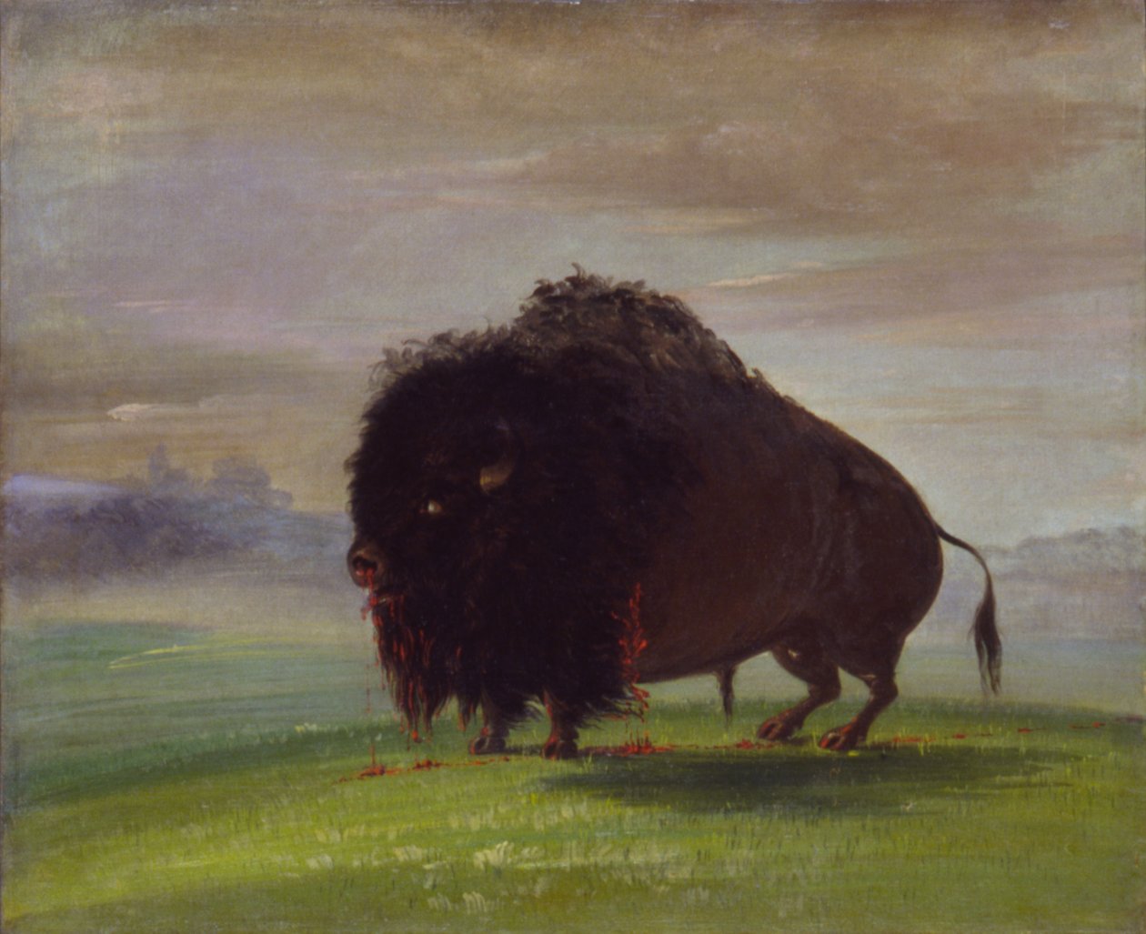 Verwundeter Büffel, der sein Blut über die Prärien streut von George Catlin