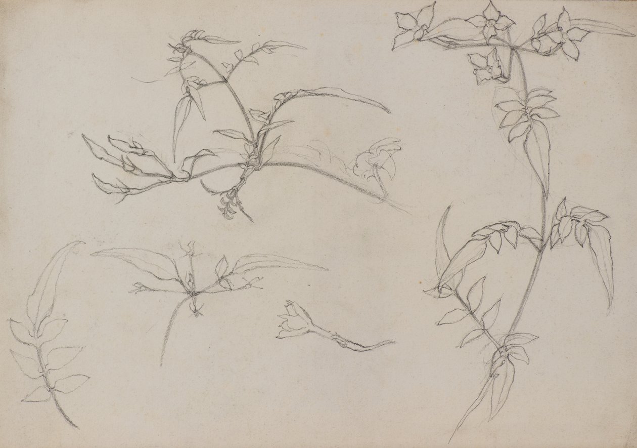 Botanische Zeichnung von George Dutch Davidson