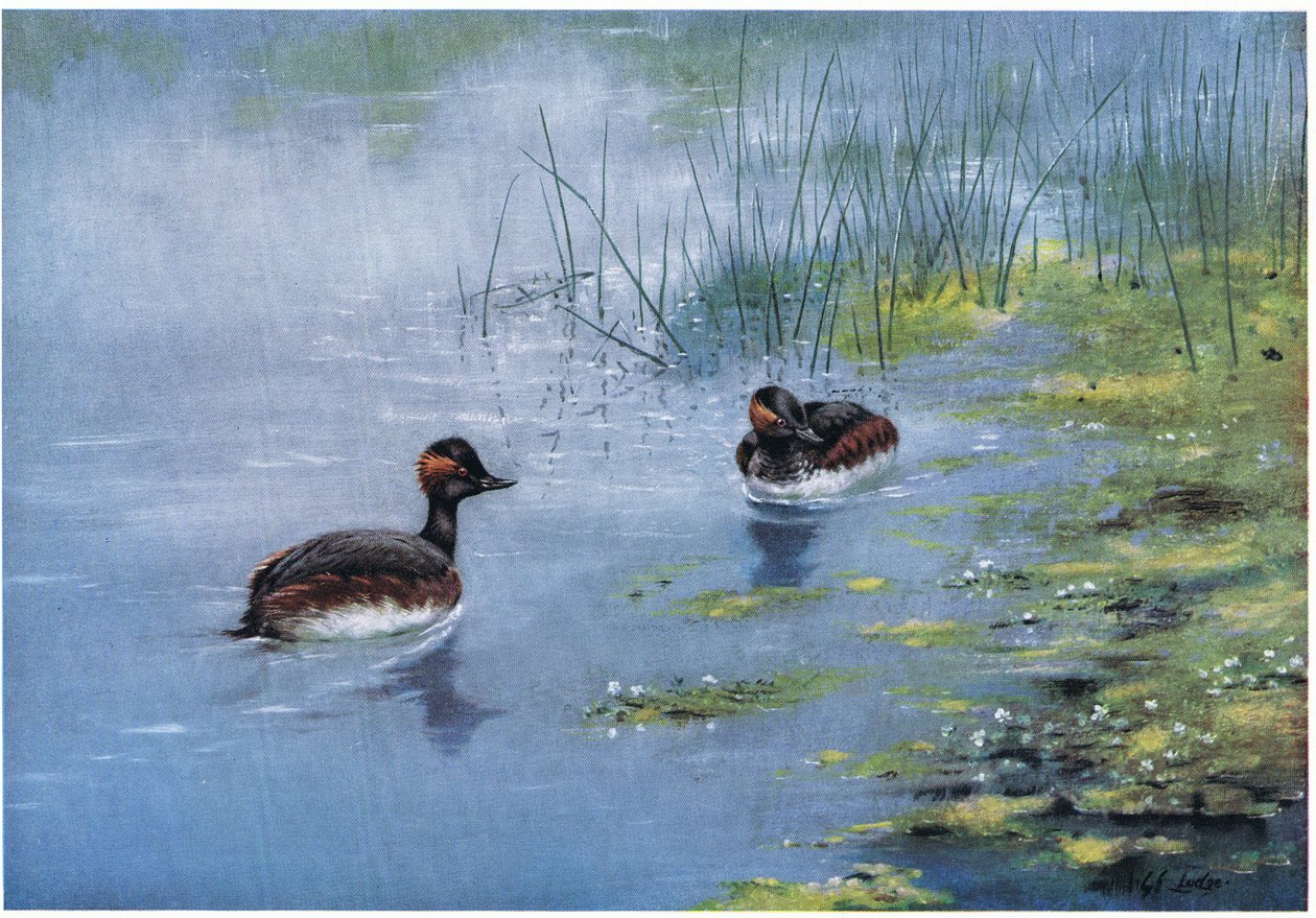 Schwarzhalstaucher von George Edward Lodge