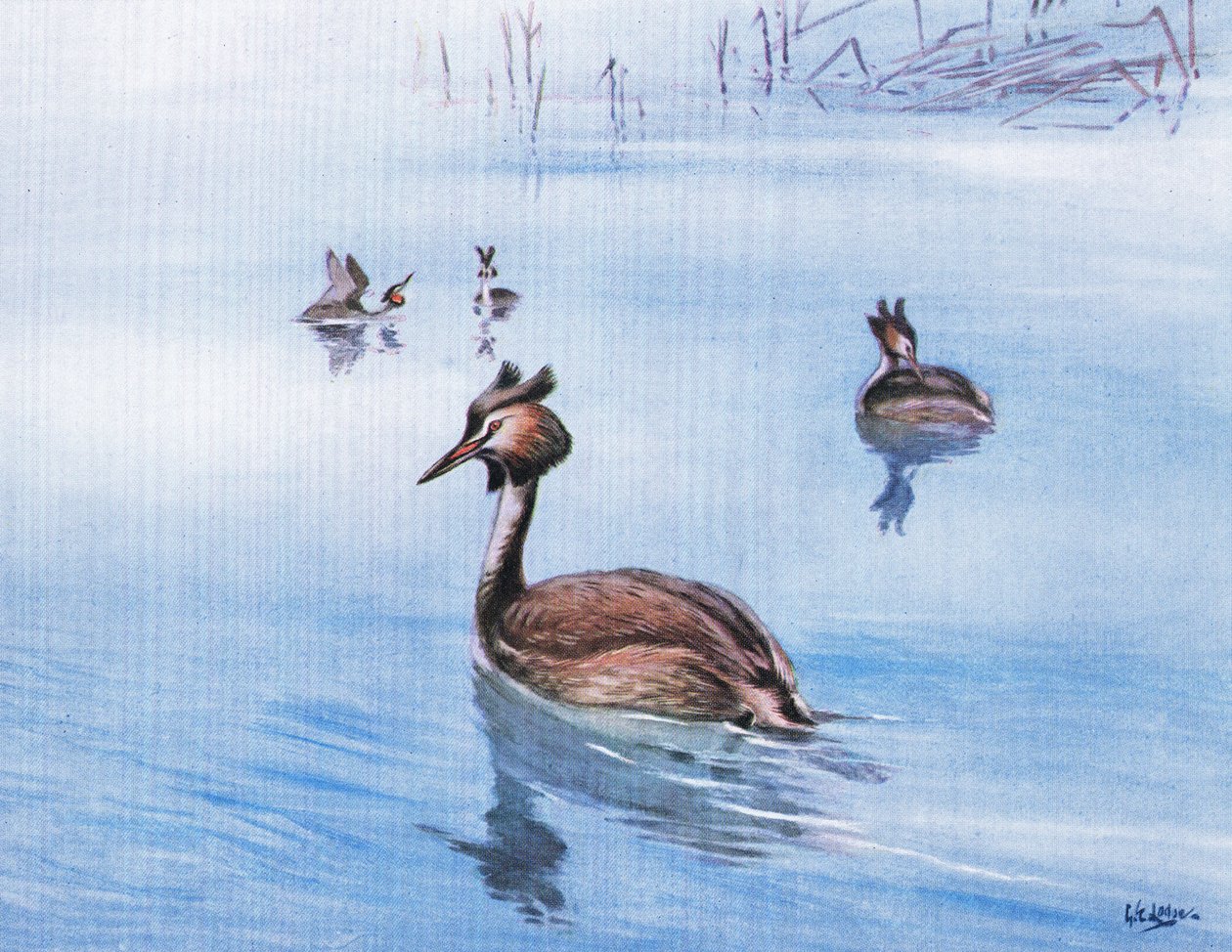 Haubentaucher von George Edward Lodge