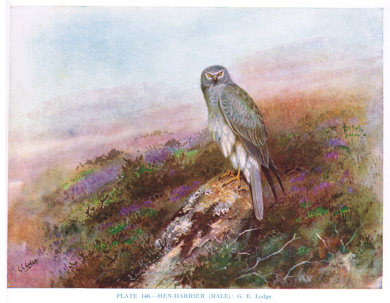 Kornweihe (Männchen), Illustration aus 