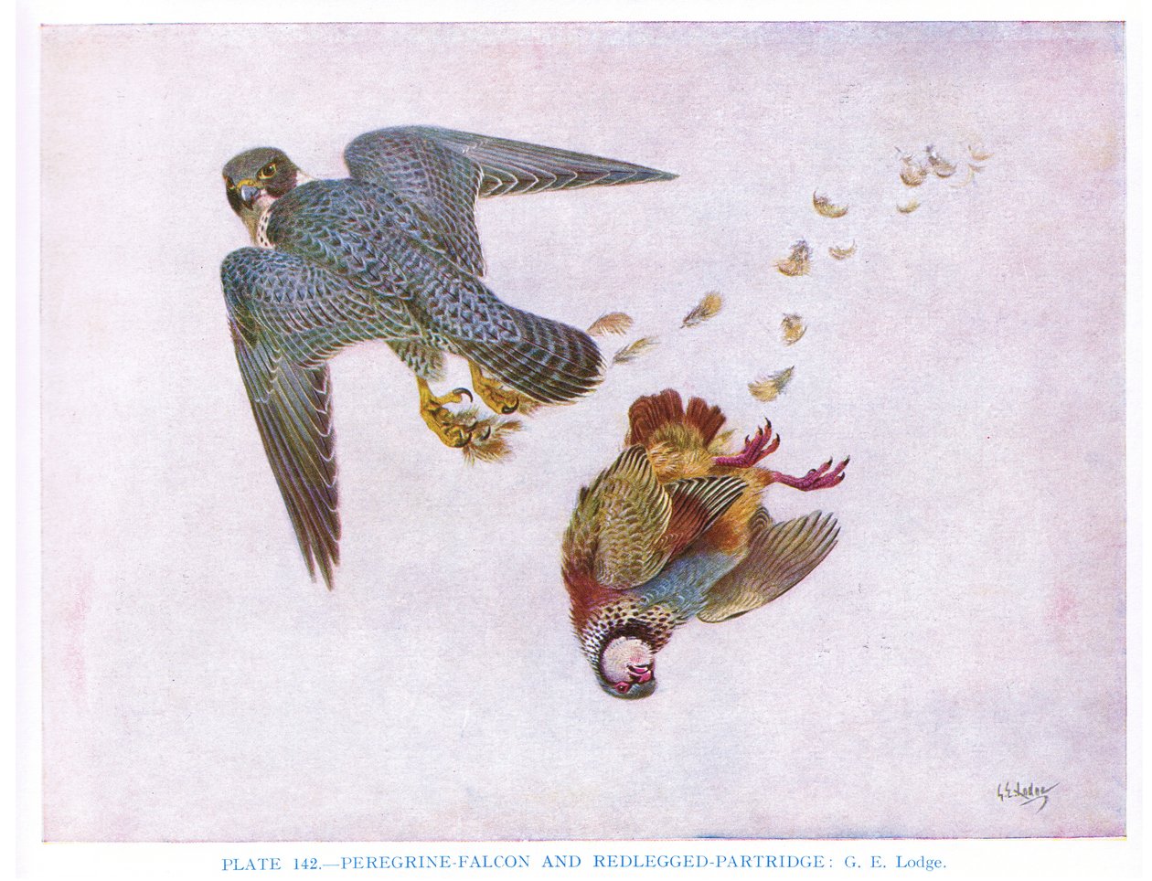 Wanderfalke und Rothuhn, Illustration aus 