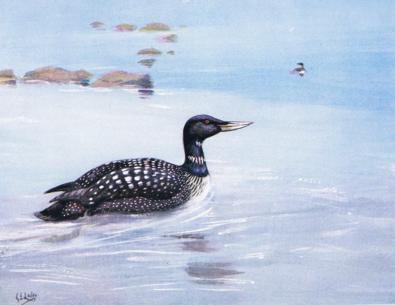 Gelbschnabeltaucher (Lithografie) von George Edward Lodge