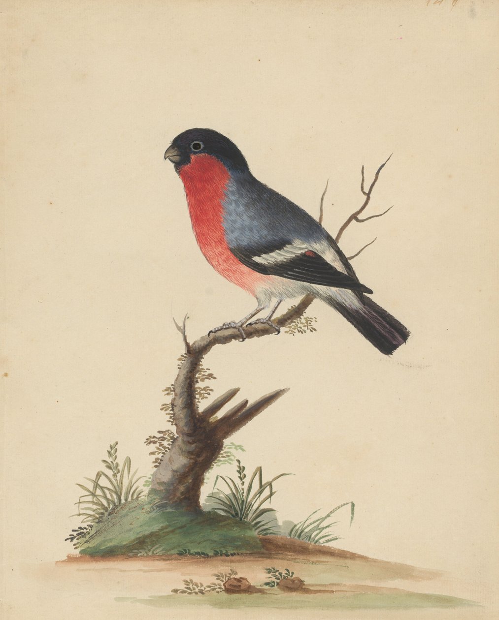 Rotbrüstiger Vogel von George Edwards