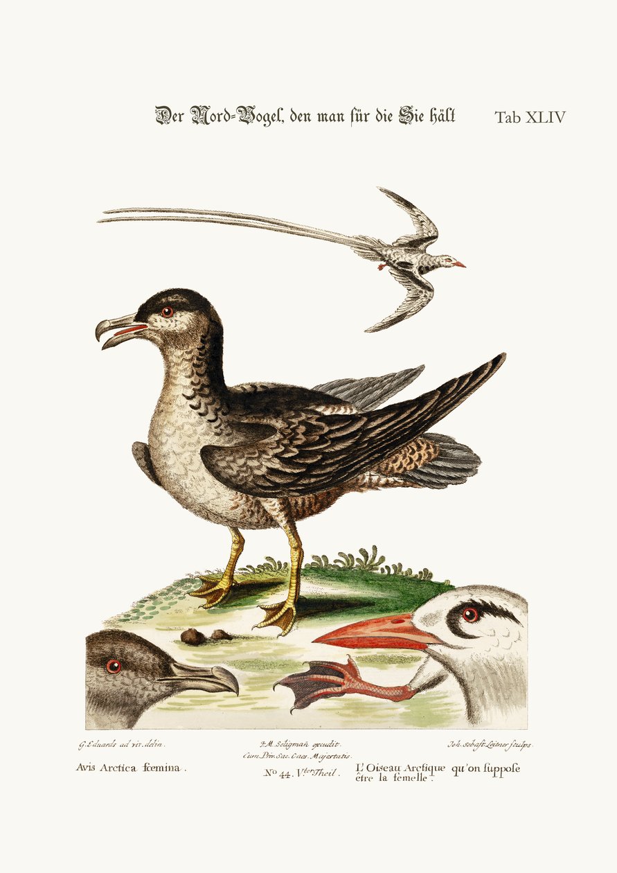 Der arktische Vogel, vermutlich die Henne. Der tropische Vogel, 1749-73 von George Edwards