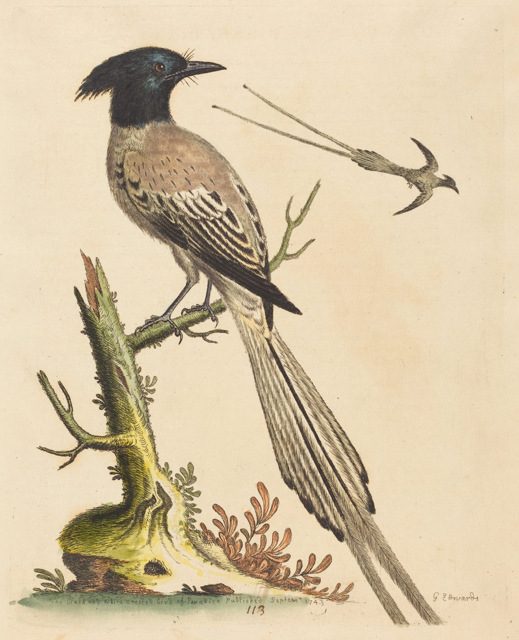Der schwarz-weiße Haubenparadiesvogel von George Edwards