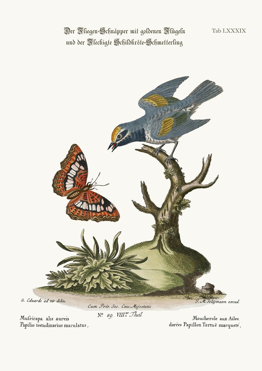 Der Goldflügel-Fliegenschnäpper und der Gefleckte Schildkrötenfalter, 1749-73 von George Edwards