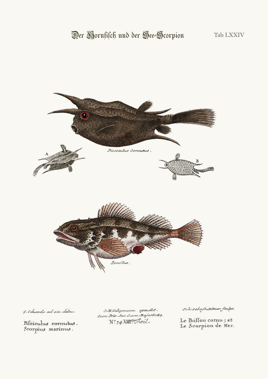 Der gehörnte Fisch und der Seeskorpion, 1749-73 von George Edwards