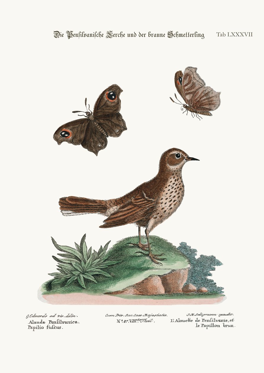 Die Lerche aus Pennsylvania und der Braune Schmetterling, 1749-73 von George Edwards