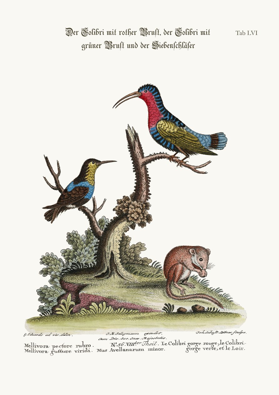 Der Rotbrustkolibri, der Grünkehlkolibri und die Haselmaus, 1749-73 von George Edwards