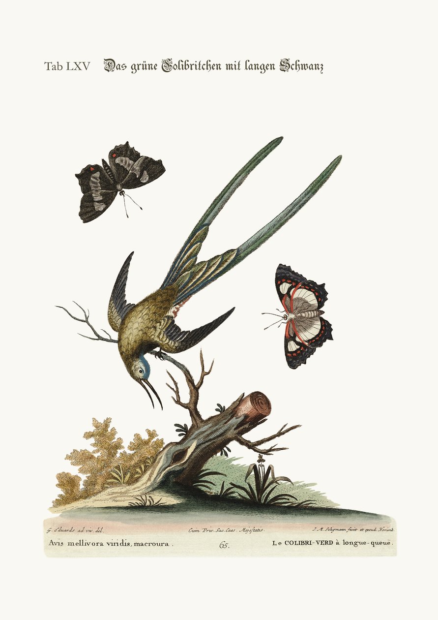 Der langschwänzige grüne Kolibri, 1749-73 von George Edwards