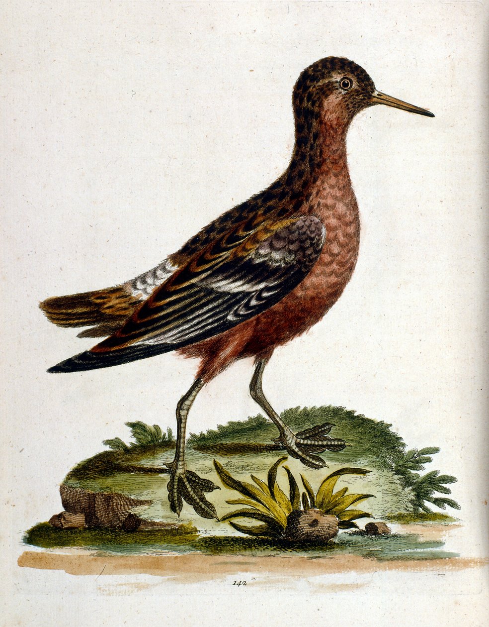 Aquarellillustration aus einem Buch seltener Vögel von G. Edwards 1750 von George Edwards