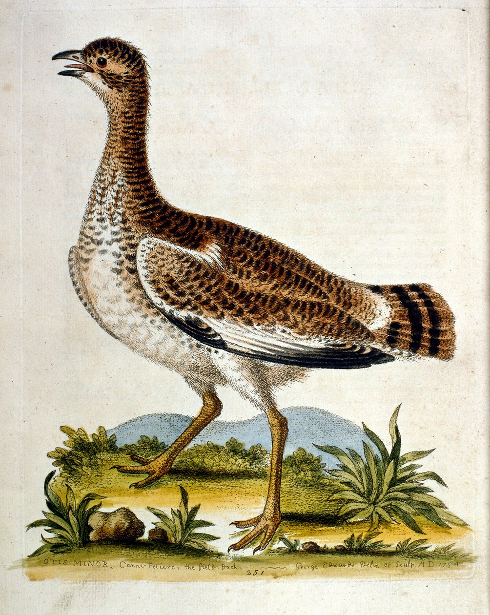 Aquarellillustration aus einem Buch seltener Vögel von G. Edwards 1750 von George Edwards