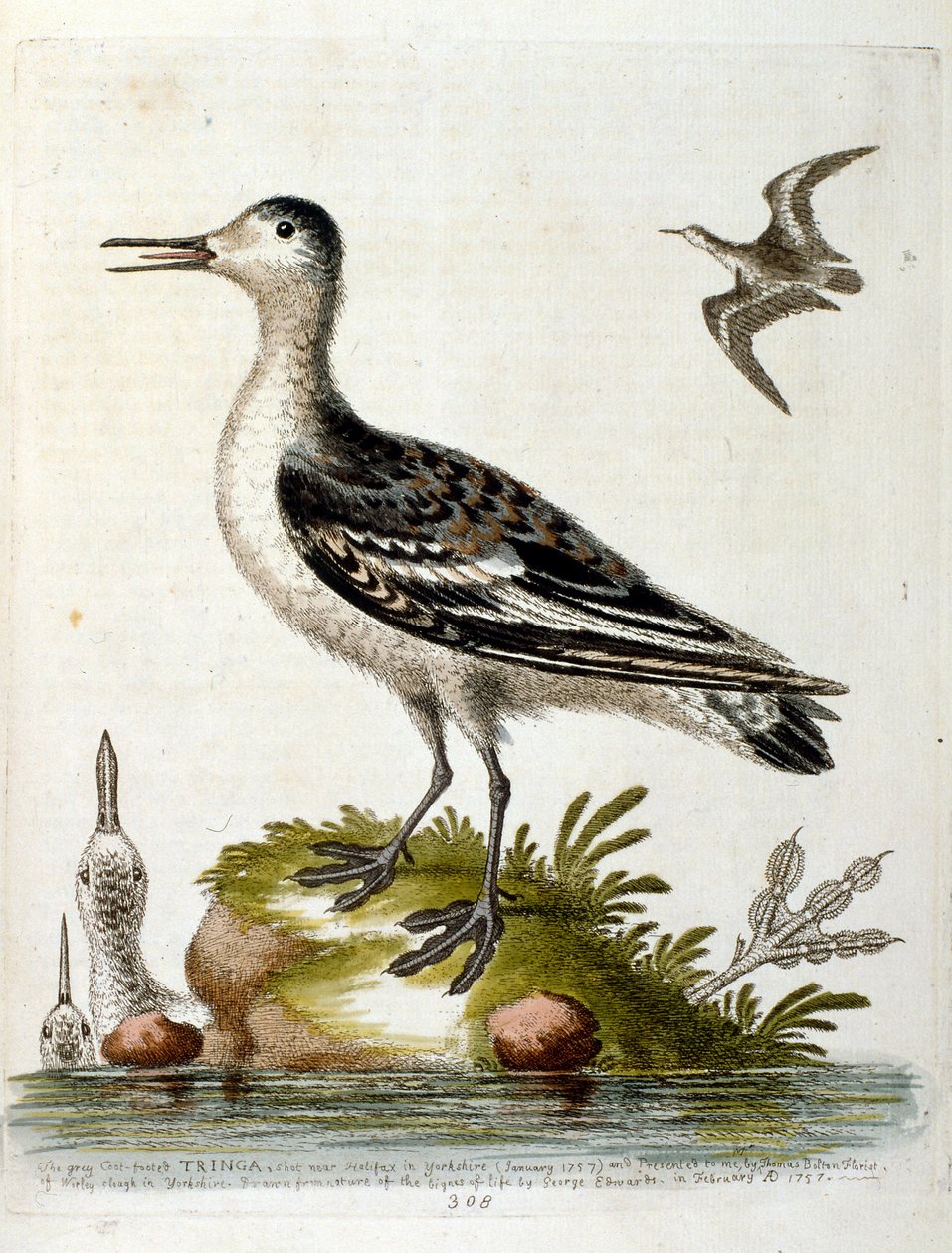 Aquarellillustration aus einem Buch seltener Vögel von G. Edwards 1750 von George Edwards