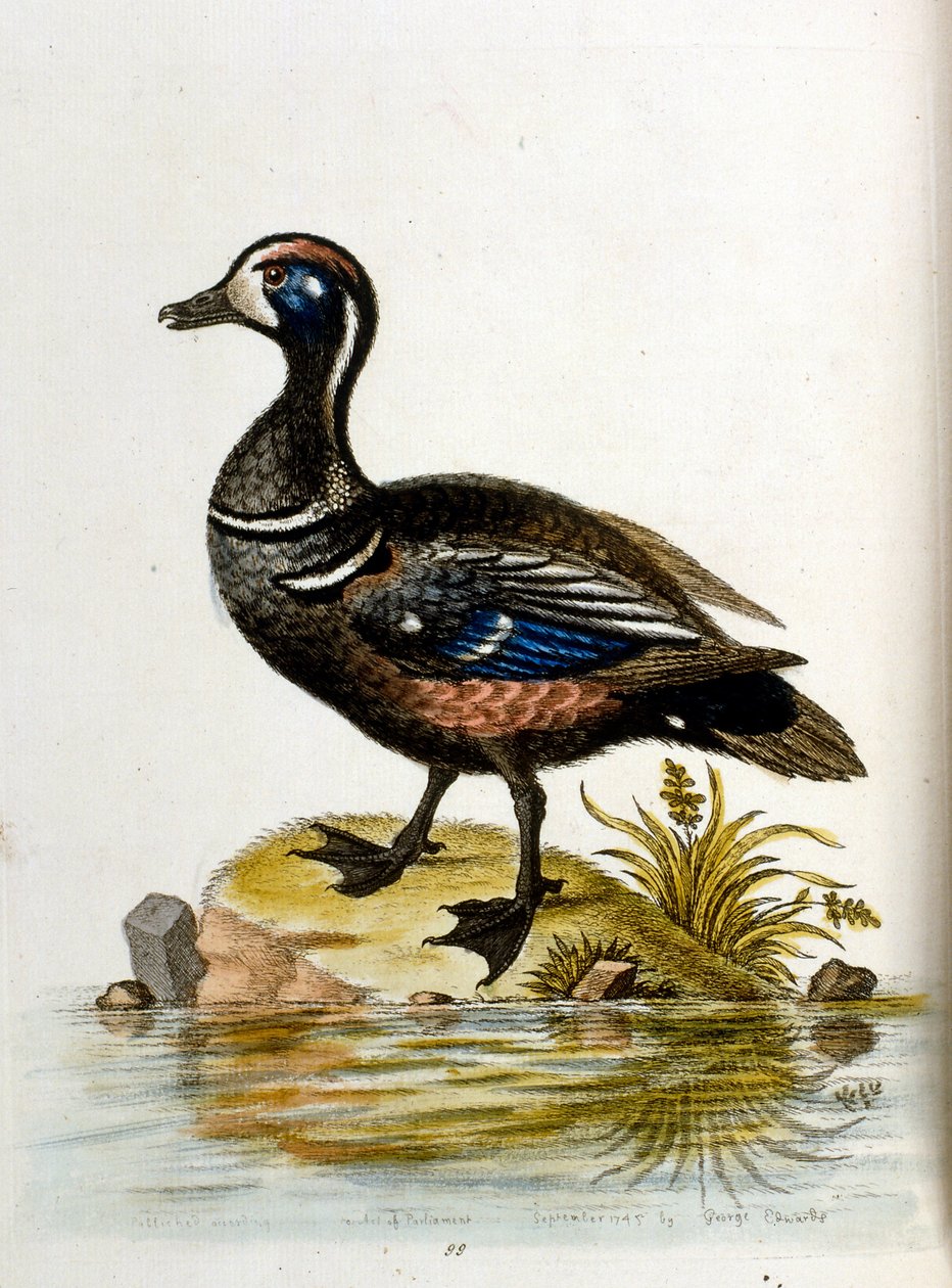 Aquarellillustration aus einem Buch seltener Vögel von G. Edwards 1750 von George Edwards