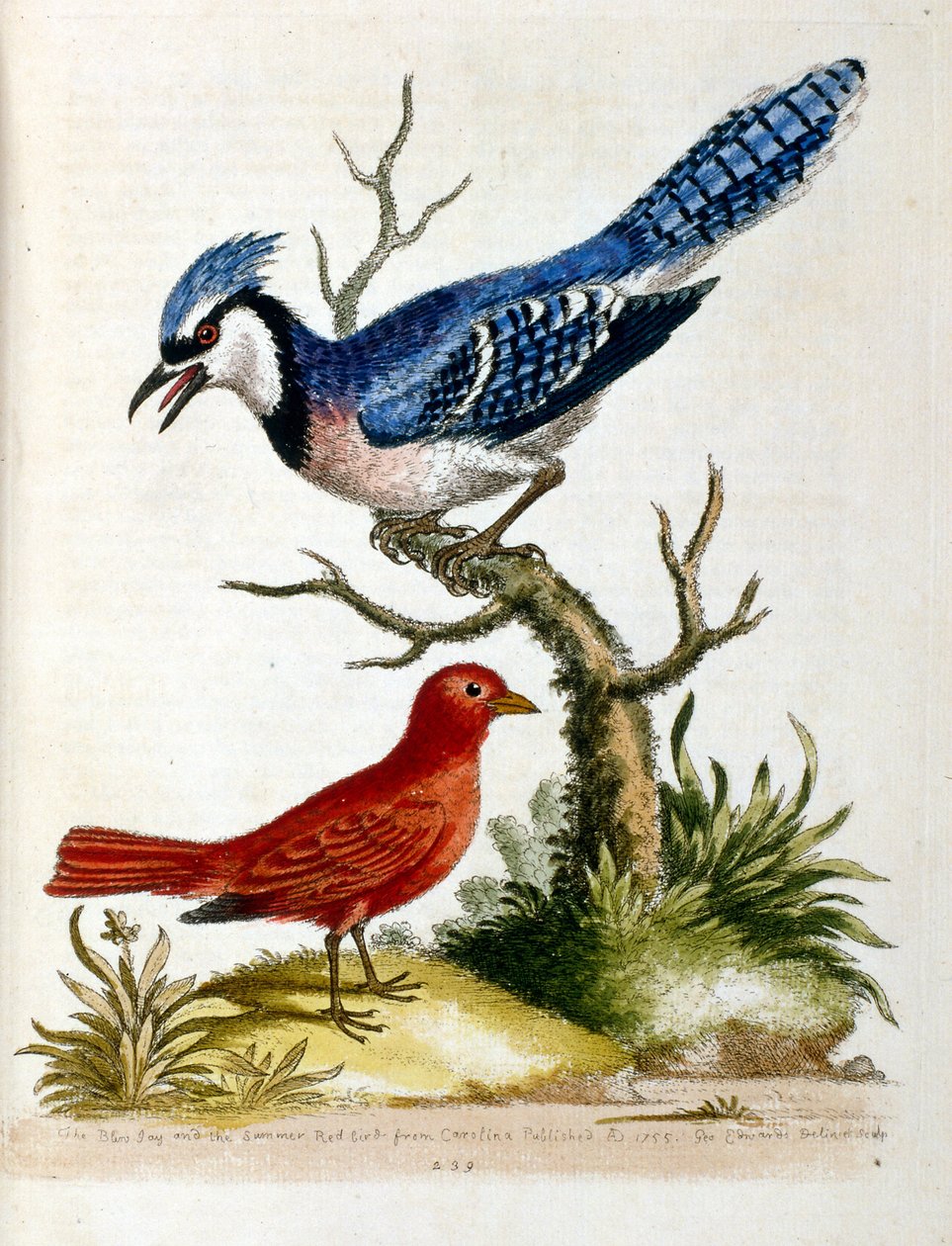 Aquarellillustration aus einem Buch seltener Vögel von G. Edwards 1750 von George Edwards