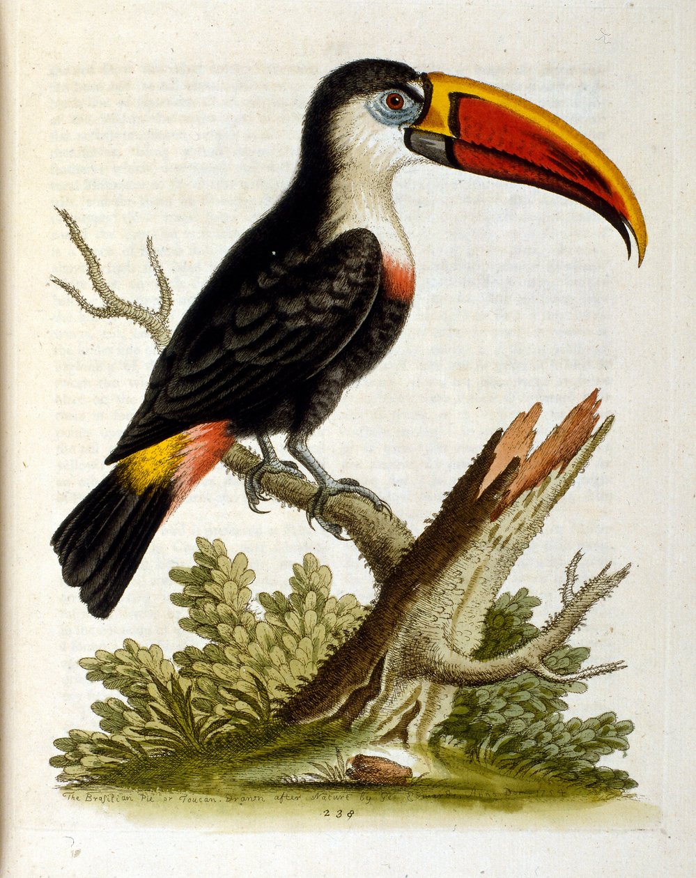 Aquarellillustration aus einem Buch seltener Vögel von G. Edwards 1750 von George Edwards