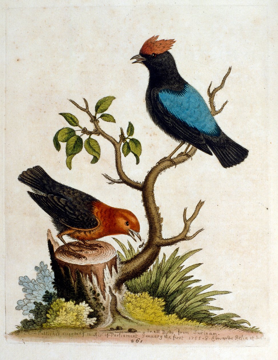 Aquarellillustration aus einem Buch seltener Vögel von G. Edwards, 1750 von George Edwards
