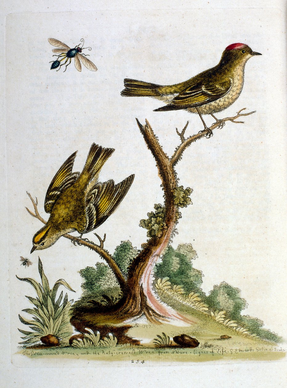 Aquarellillustration aus einem Buch seltener Vögel von G. Edwards 1750 von George Edwards