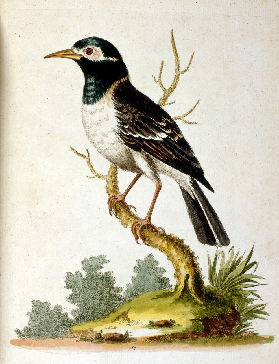 Aquarellillustration aus einem Buch seltener Vögel von G. Edwards 1750 von George Edwards