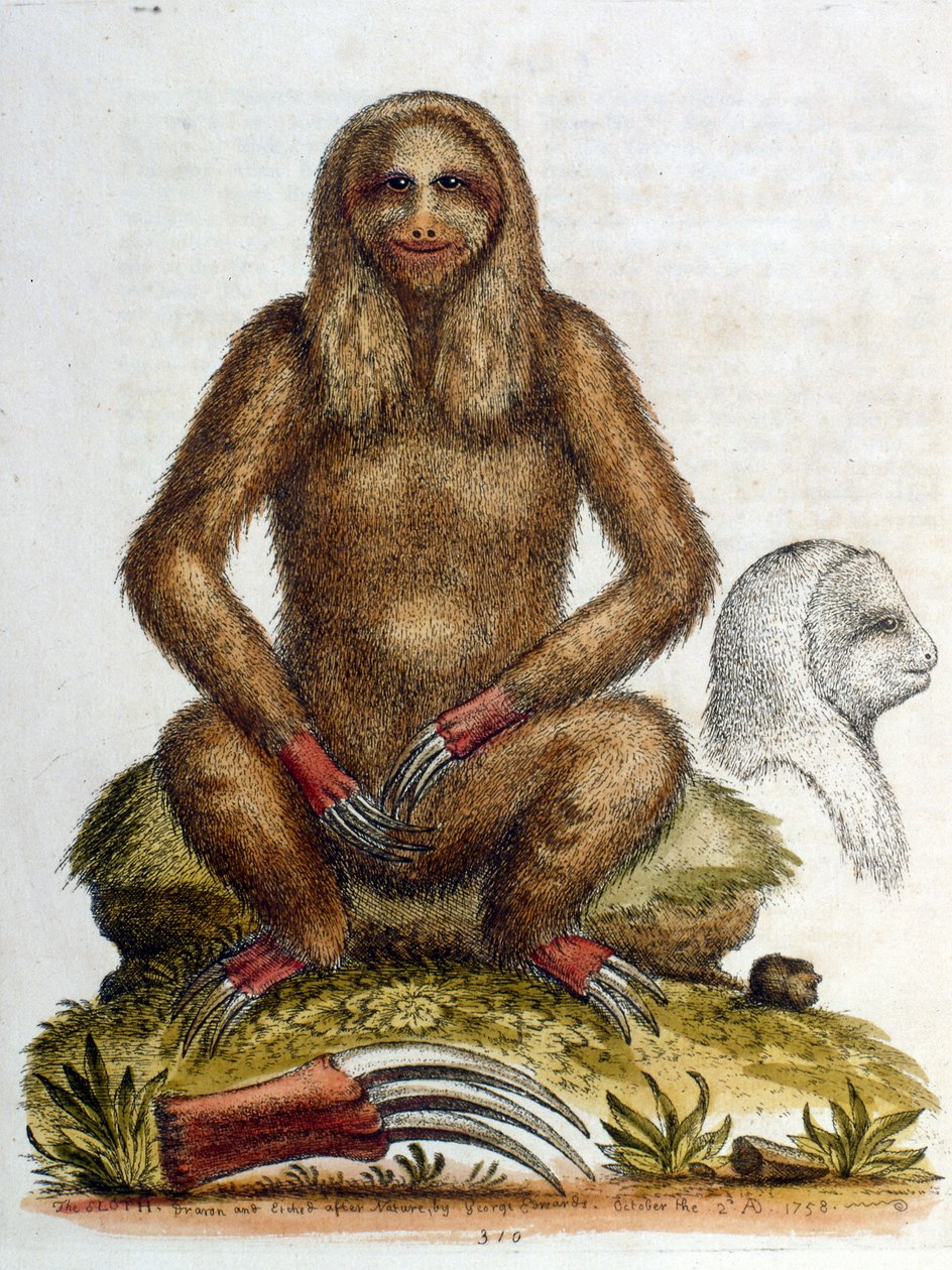 Aquarellillustration eines Dreizehenfaultiers von George Edwards