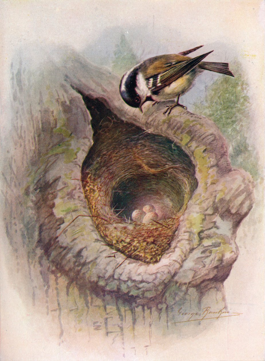 Tannenmeise - Parus ater, ca. 1910, 1910 von George James Rankin