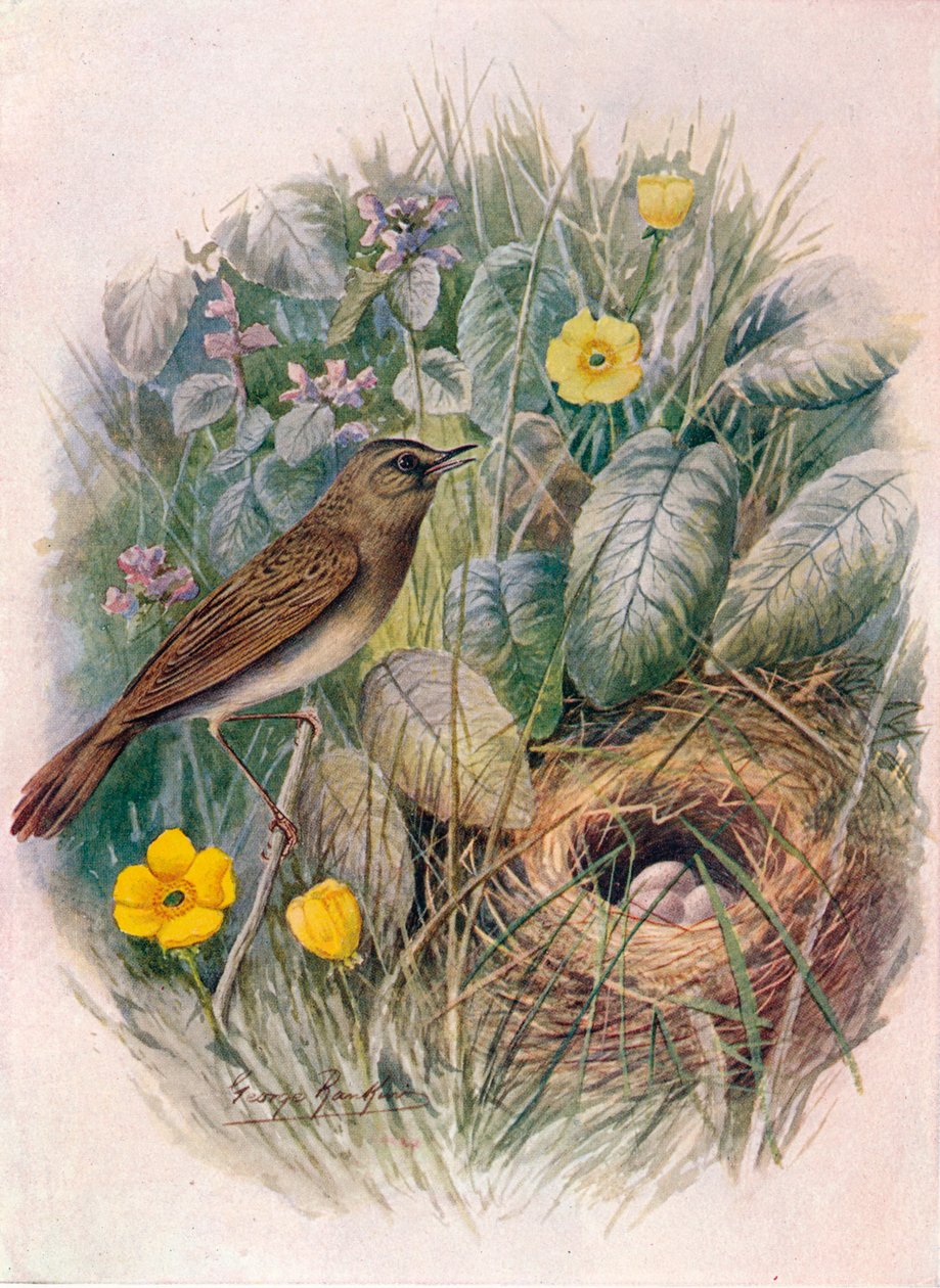 Schlagschwirl - Locustella naevia, um 1910, 1910 von George James Rankin