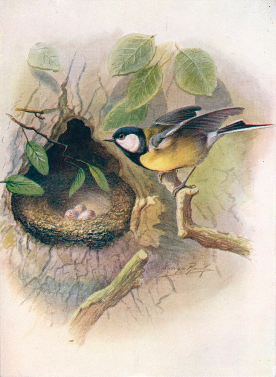 Kohlmeise - Parus major, ca. 1910 von George James Rankin