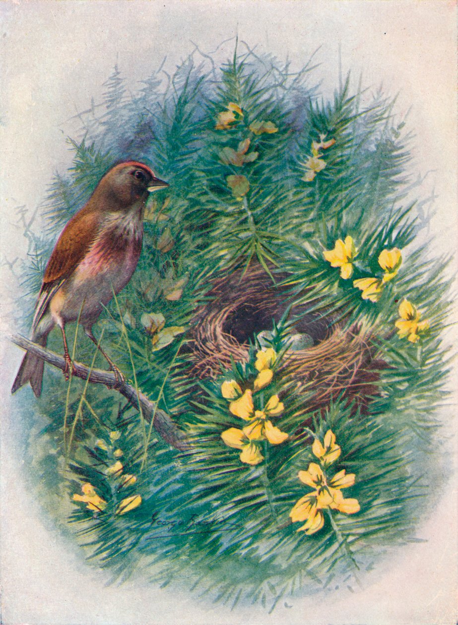 Hänfling - Linota cannabina, um 1910 von George James Rankin