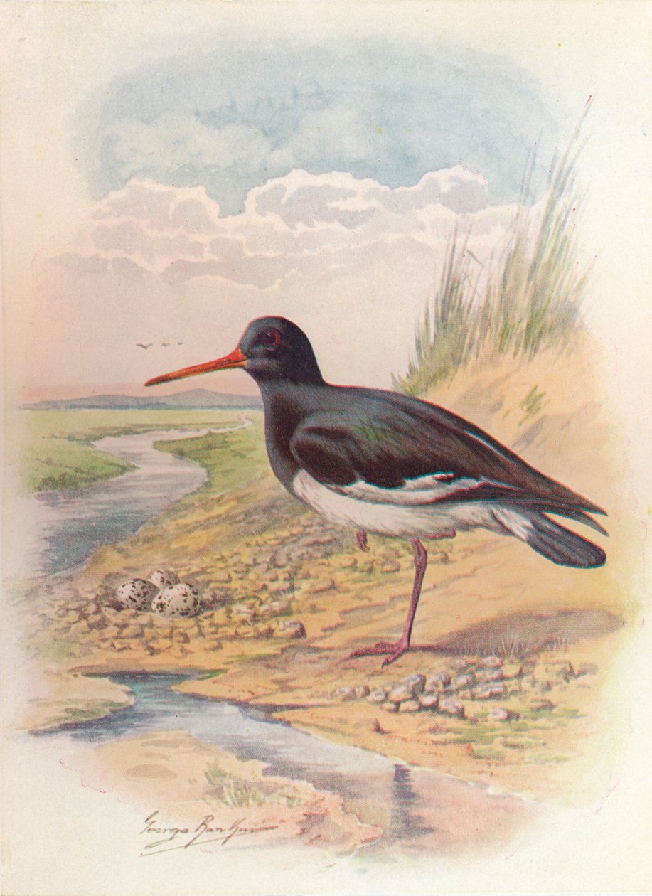 Austernfischer - Haematopus ostralegus, ca. 1910, 1910 von George James Rankin