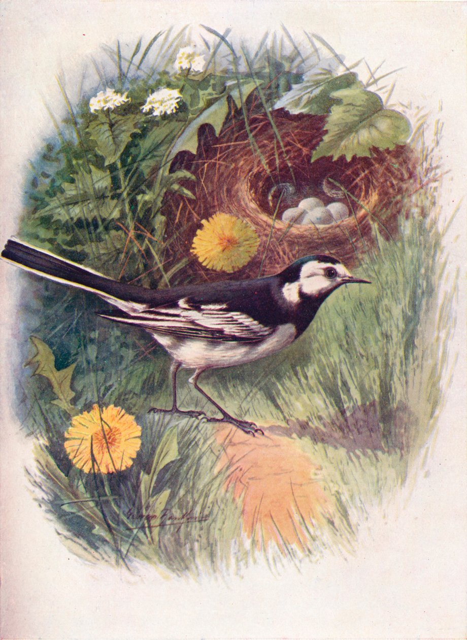 Bachstelze - Motacilla lugubris, um 1910 von George James Rankin