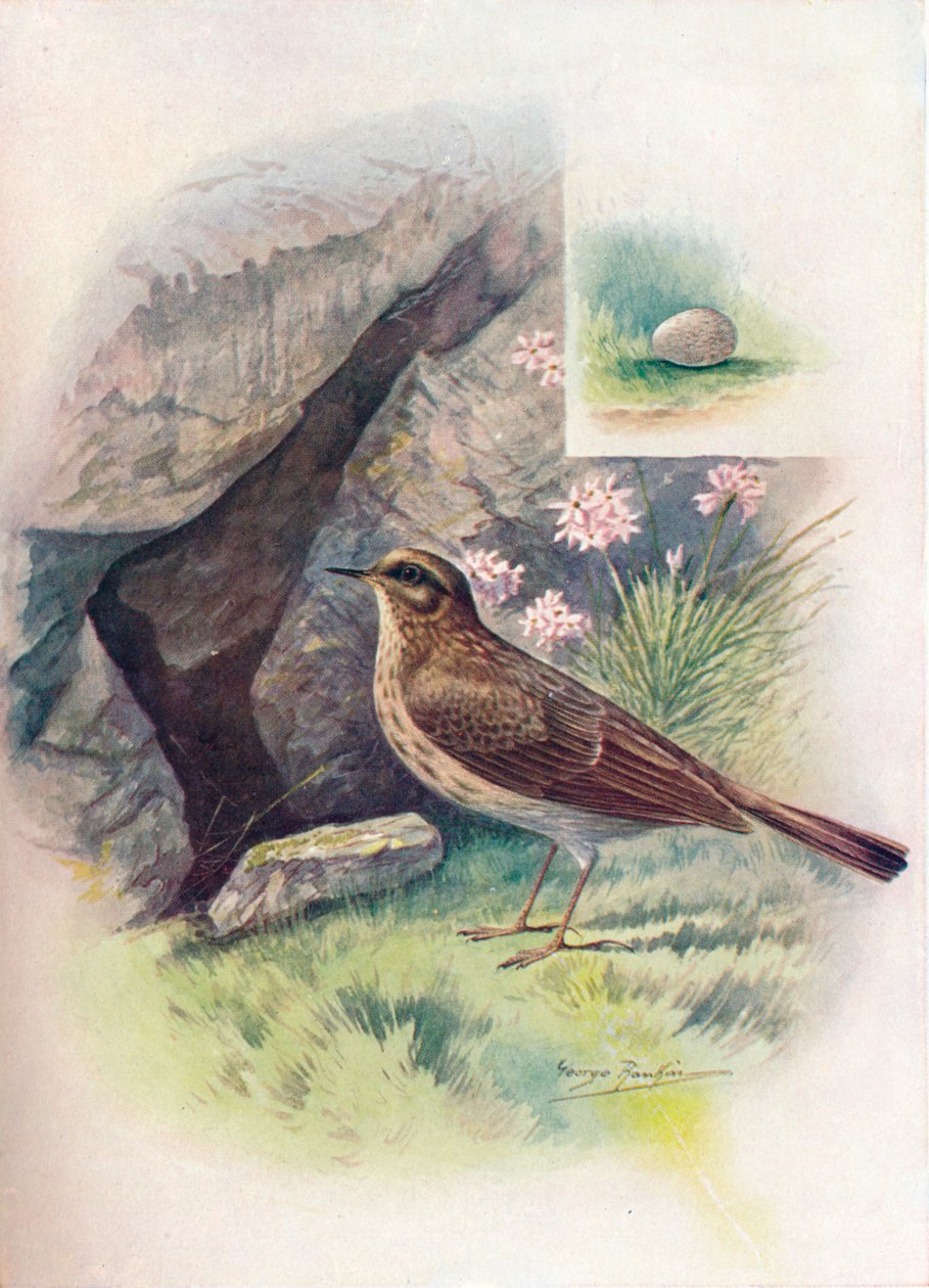 Strandpieper - Anthus obscurus, um 1910 von George James Rankin