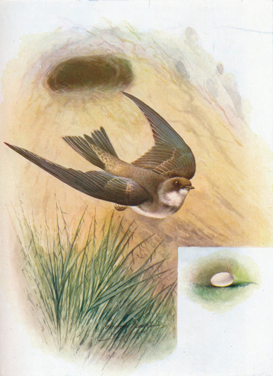 Uferschwalbe - Cotile riparia, um 1910, 1910 von George James Rankin