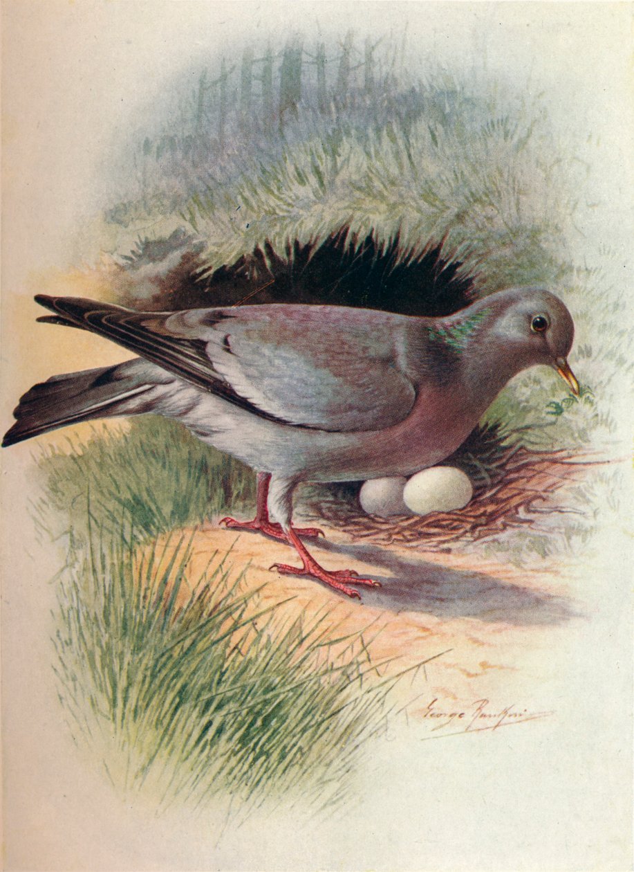 Hohltaube - Columba oenas, ca. 1910, 1910 von George James Rankin