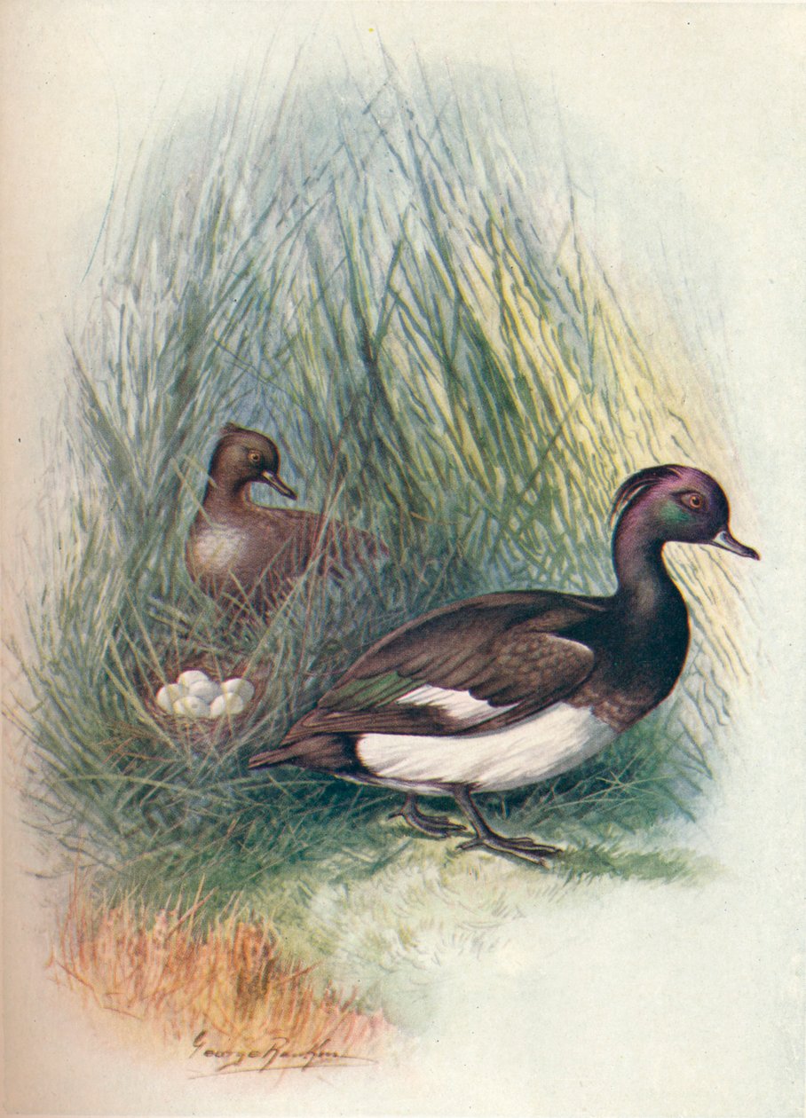 Reiherente - Fuligula cristata von George James Rankin