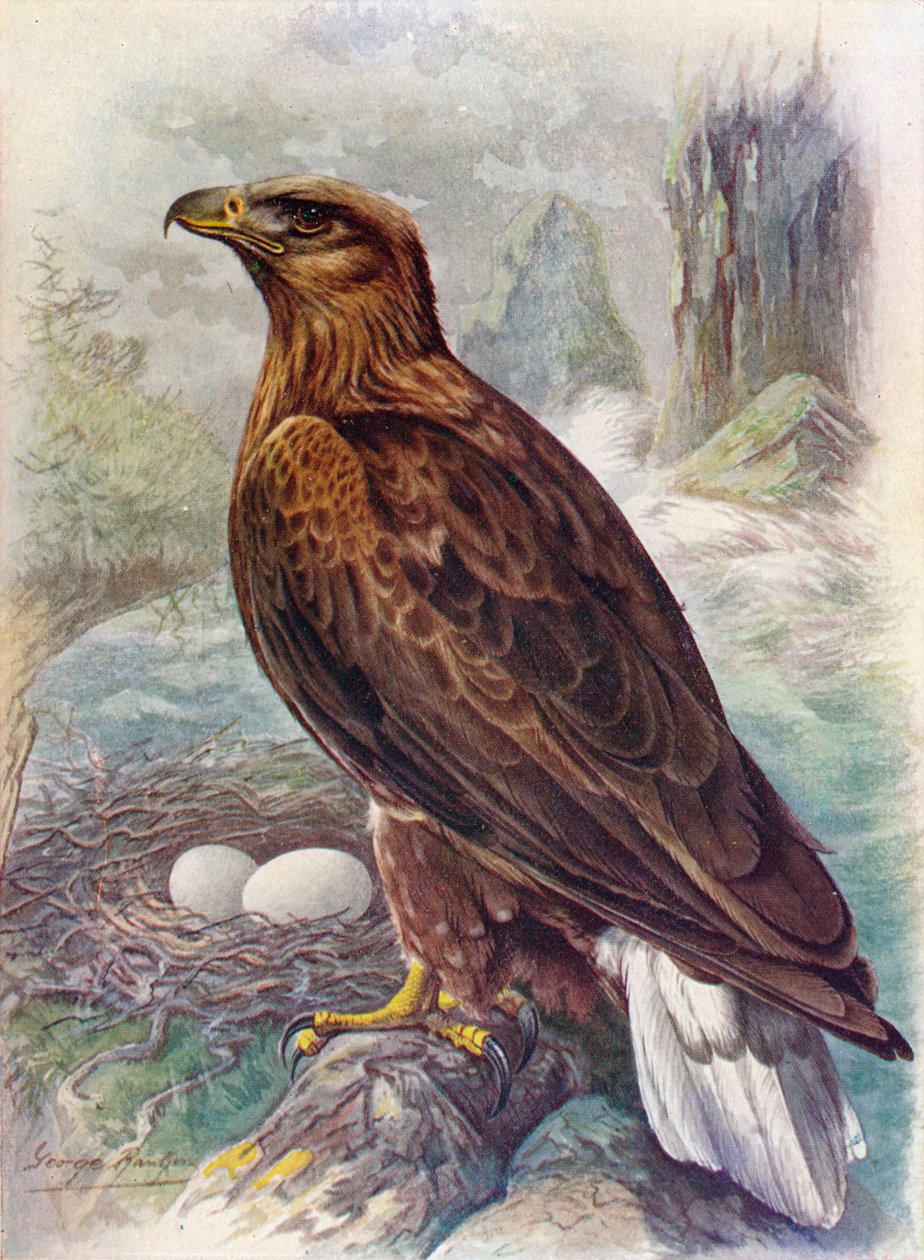 Weißschwanz- oder Seeadler - Haliaetus albicilla, ca. 1910 von George James Rankin